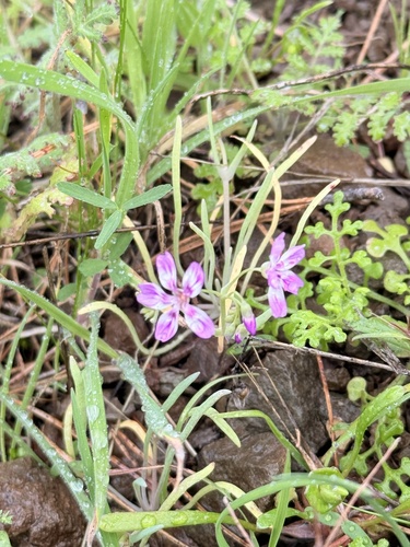 Claytonia gypsophiloides, photograph 4