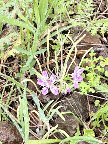 Claytonia gypsophiloides, photograph 5