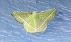 Dichorda consequaria