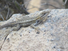 Sceloporus edbelli