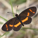Mariposa Duende - Photo ALAN SCHMIERER, sin restricciones conocidas de derechos (dominio público)