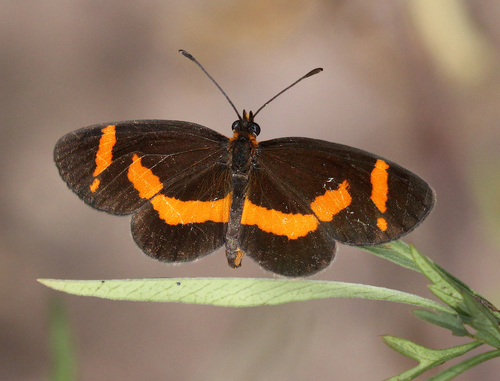 Elf Butterfly