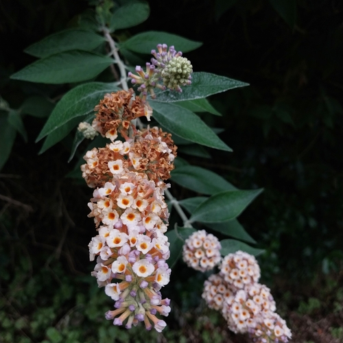 Weyer's Butterfly-bush (Buddleja ×)