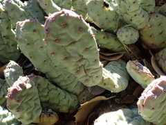 Opuntia basilaris brachyclada