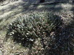 Opuntia basilaris brachyclada