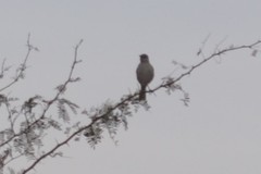 Polioptila melanura