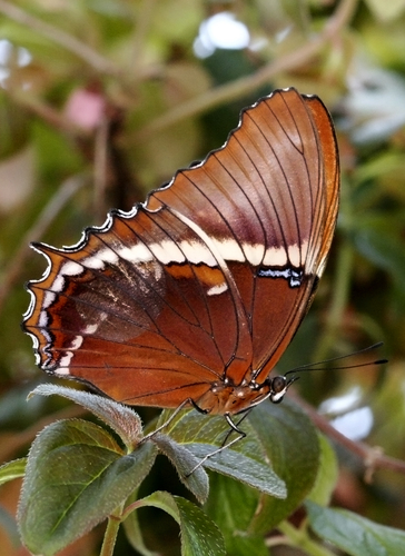 Rusty-tipped Page