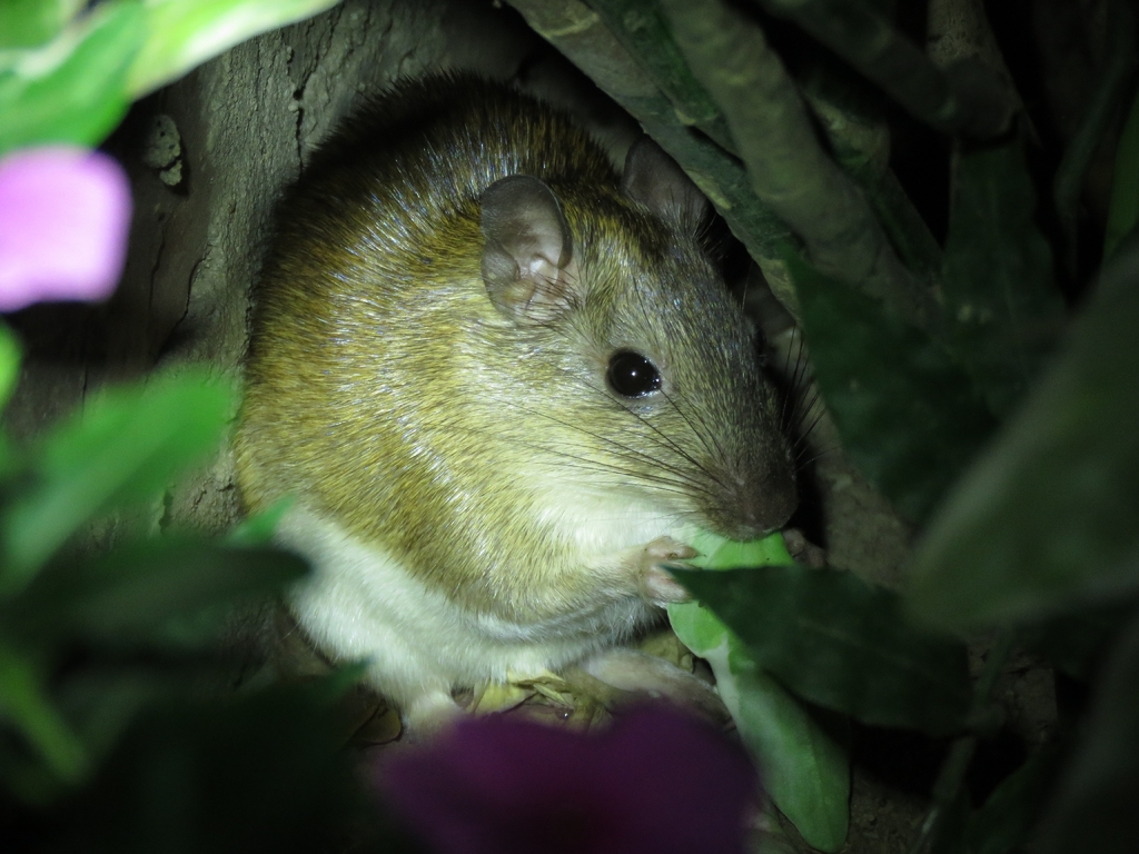 Guaira Spiny-Rat