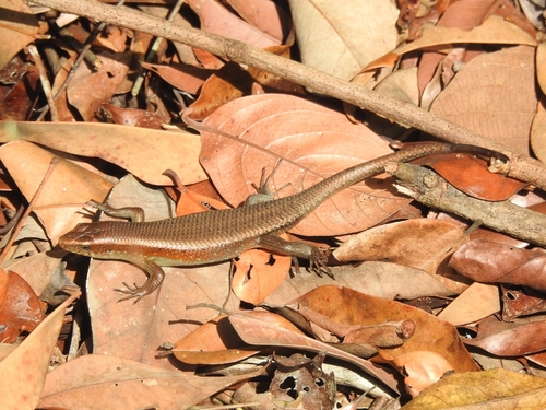 Eutropis multifasciata