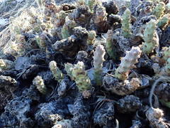 Opuntia basilaris brachyclada