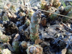 Opuntia basilaris brachyclada