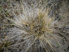Agrostis blasdalei