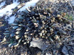 Opuntia basilaris brachyclada