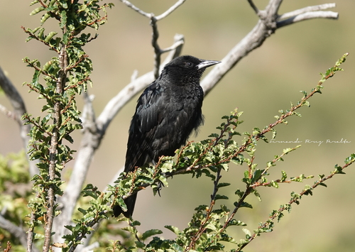 Austral Blackbird (Curaeus curaeus), photo 3