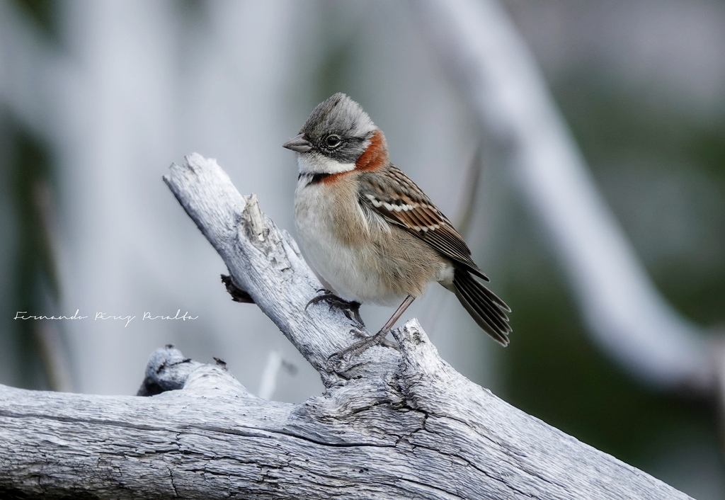 Austral Rufous-collared Sparrow