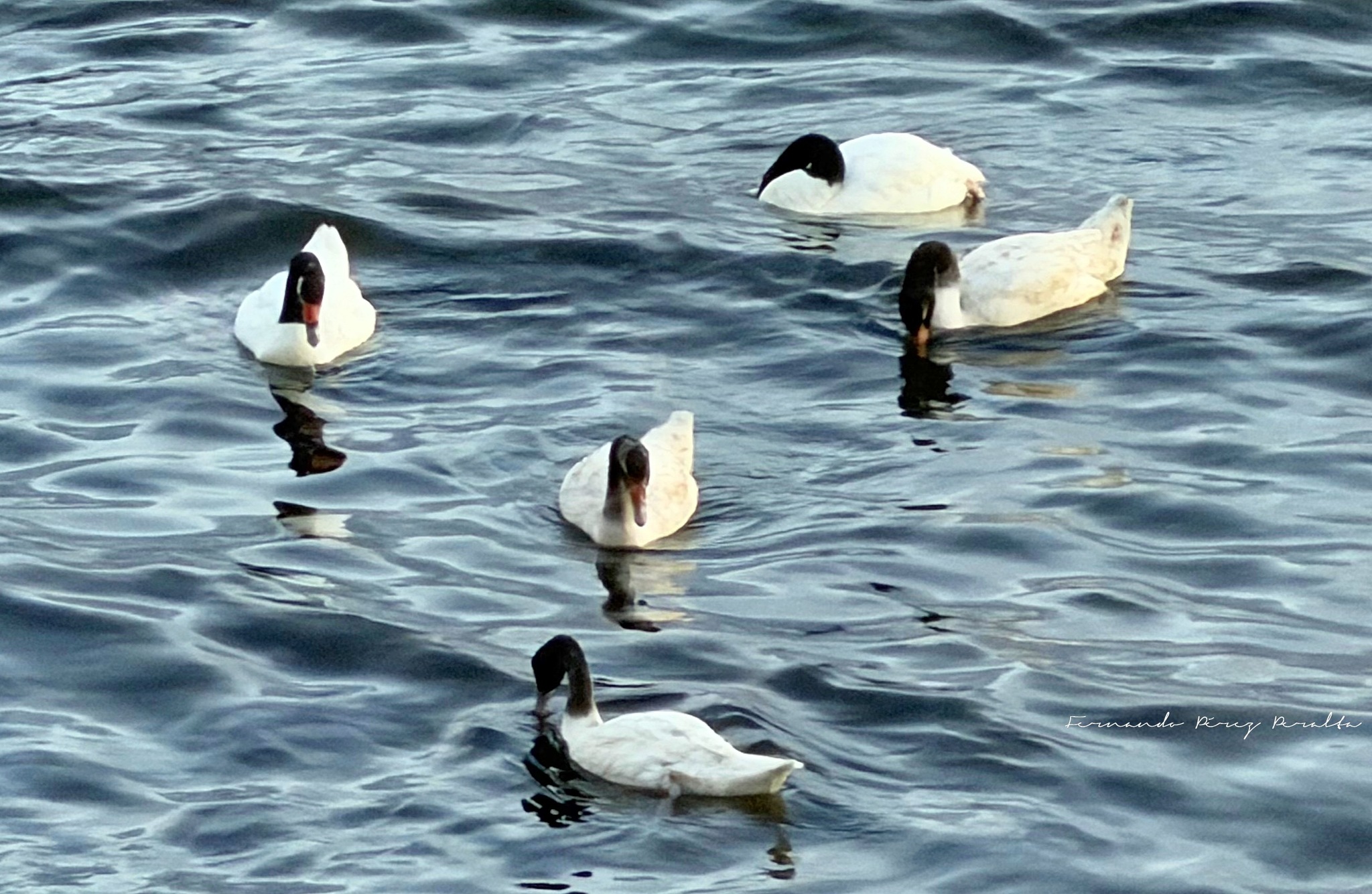 Black-necked Swan (Cygnus melancoryphus), photo 9
