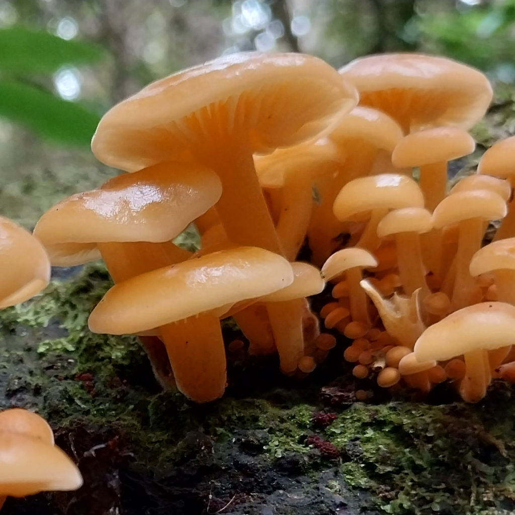 Flammulina velutipes · February 2026 · photo: © kiwialli (iNaturalist, cc-by)