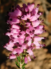 Erica nudiflora