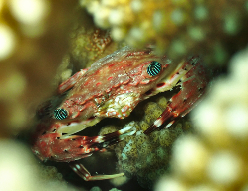Goniosupradens hawaiensis observed 2026-02-15