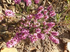 Erica nudiflora