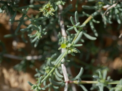Gymnocarpos decander