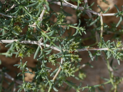 Gymnocarpos decander