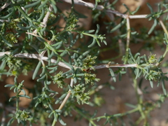 Gymnocarpos decander