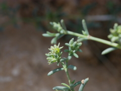 Gymnocarpos decander