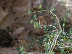 Gymnocarpos decander