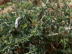 Gymnocarpos decander