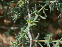 Gymnocarpos decander
