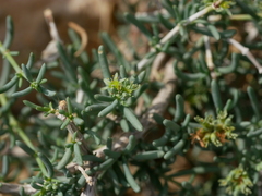 Gymnocarpos decander