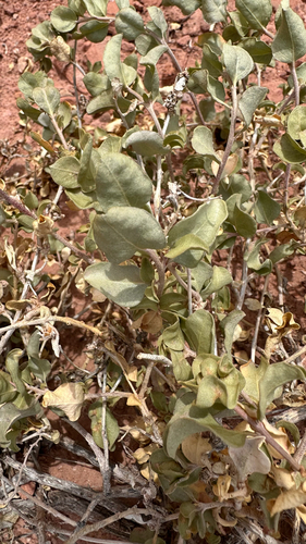 Garrett's Saltbush (Atriplex garrettii)