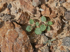 Monsonia