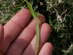 Pentatropis nivalis
