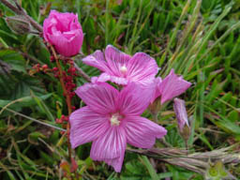 Sidalcea malviflora malviflora