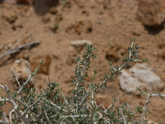Plocama aucheri