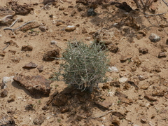 Plocama aucheri