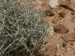 Plocama aucheri