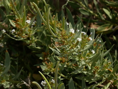 Rhazya stricta