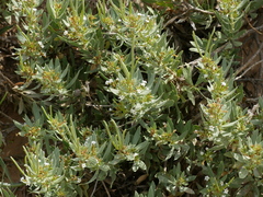 Rhazya stricta