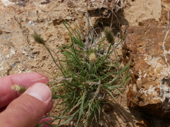 Rostraria pumila