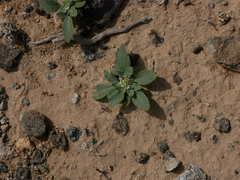 Anastatica hierochuntica