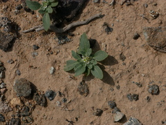 Anastatica hierochuntica