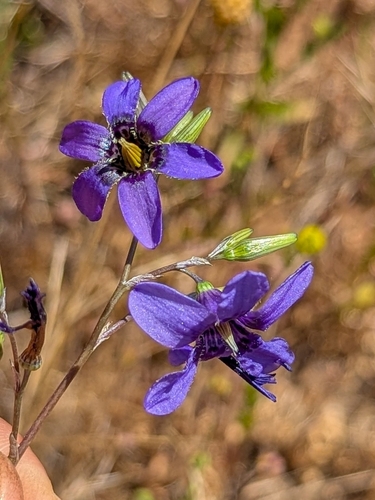 Conanthera bifolia, photograph 3