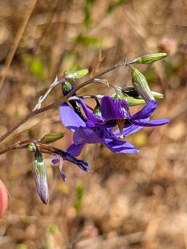 Conanthera bifolia, photograph 4