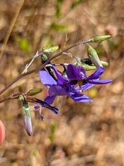 (c) Cochi González, some rights reserved (CC BY) Conanthera bifolia, photograph (c) Cochi González, some rights reserved (CC BY)