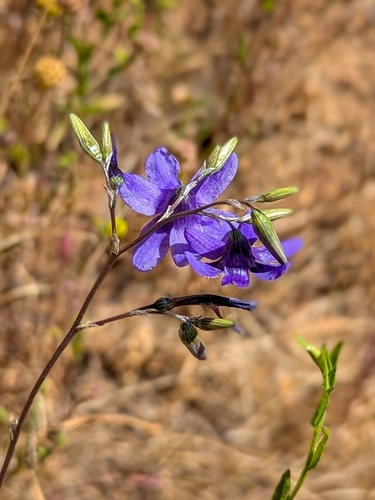 Conanthera bifolia, photograph 5