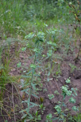 Euphorbia microcarpa