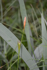 Carex pilosa